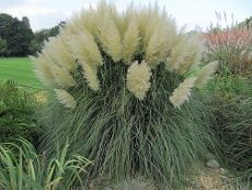 Ornamental Grasses Without Plumes: No Plumes On Ornamental Grass