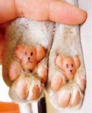 Paws of a Cat! Cute!