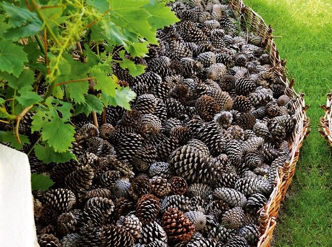 Pine cones as mulch, keep dogs out of the flower beds – interesting