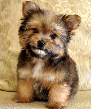 "Porkie" (Pomeranian and a Yorkie)