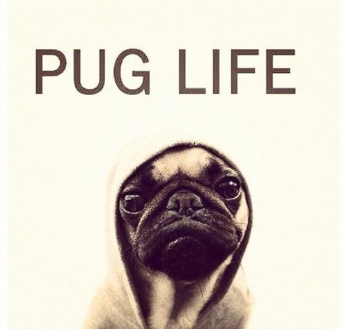 Pugs!