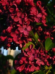 Red lilac