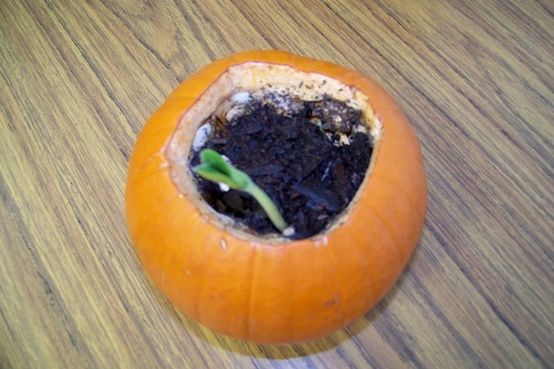 Science – Open up the pumpkin, add a little soil and water, and watch the seeds