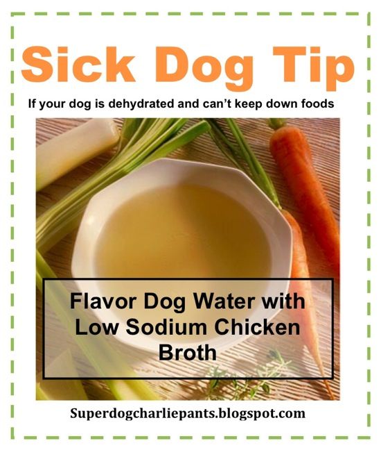 Sick Dog Tips