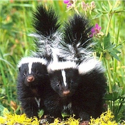 Skunks!