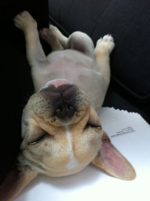 Snoozing french bulldog