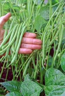 Some helpful tips for growing Green Beans