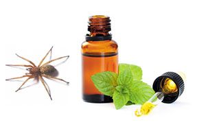 Spiders hate peppermint!  Put some peppermint oil in a squirt bottle with a litt