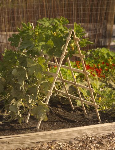 Sturdy trellis is ideal for squash, cucumber, melons and other vining crops  *Tr