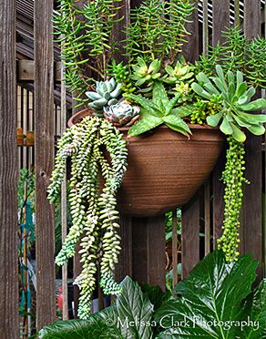 Succulent Hanging Basket …