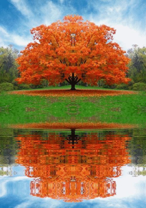 Sugar maple in fall colors