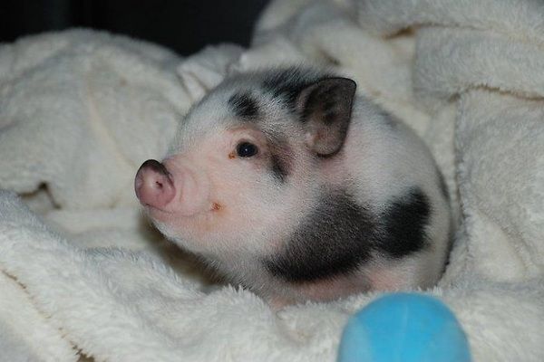 The Cutest Pig!