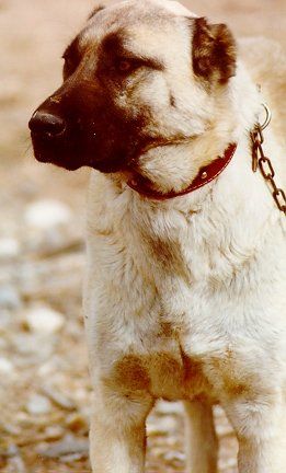 This young female Kangal Dog with her cropped ears and her distant stare is a cl