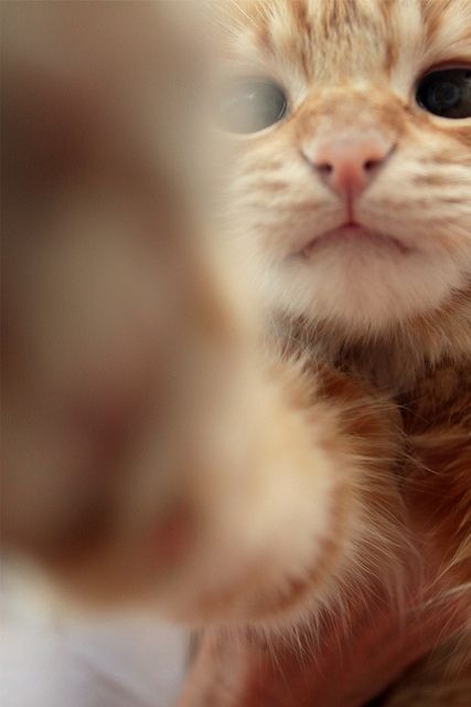 Tirando uma boa foto para o perfil na rede social =] #Cat #gato #vaidoso #divert
