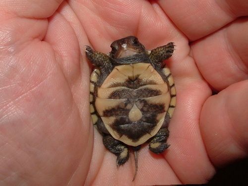 Turtle turtle!