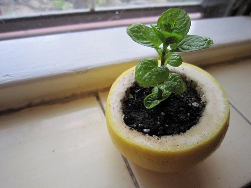 Use a lemon, orange or a grapefruit to start your seedlings. Plant the entire th
