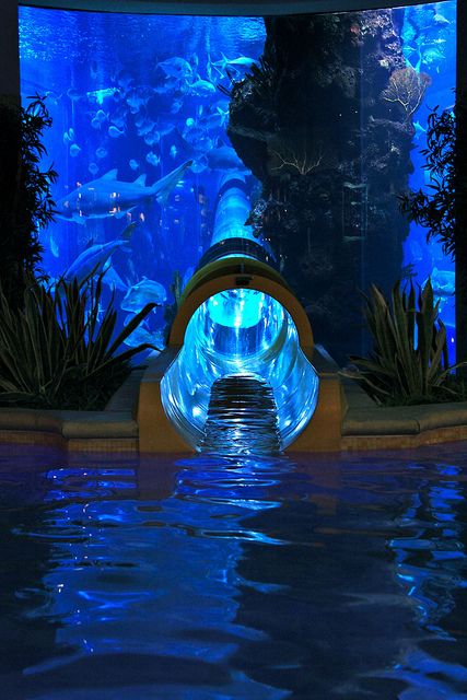 Water slide through Shark Tank in Vegas