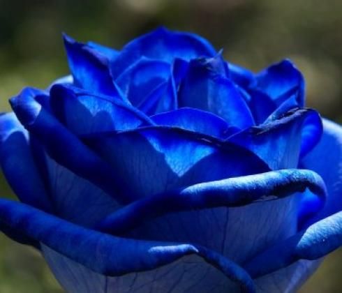 What a beautiful blue rose.   Name: Applause