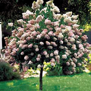 ..PINK hydrangea tree!!