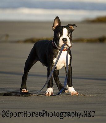 boston terriers  ROCK!