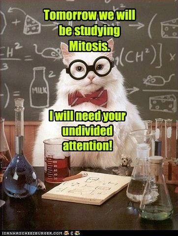 chemistry!cat