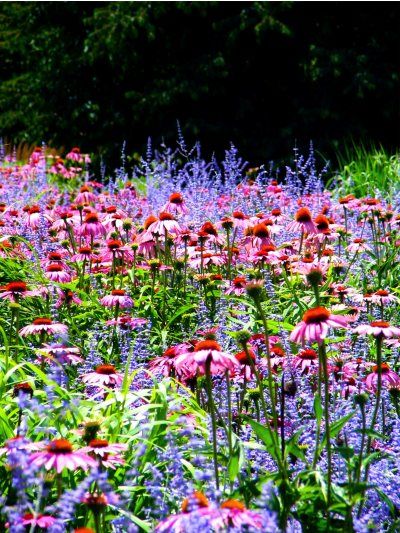 coneflowers & russian sage.  Love this combo!