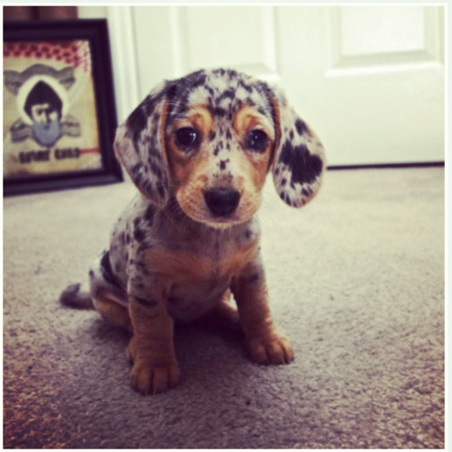 dapple doxie