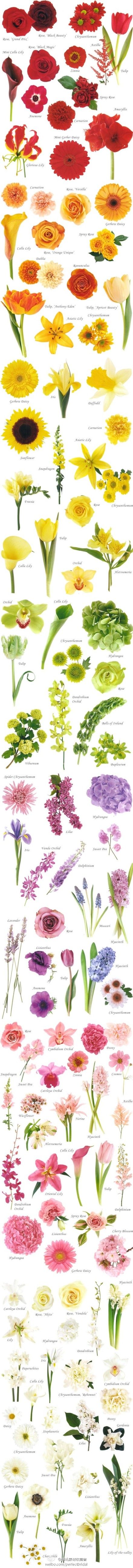 flower chart- I'll be happy I pinned this someday!