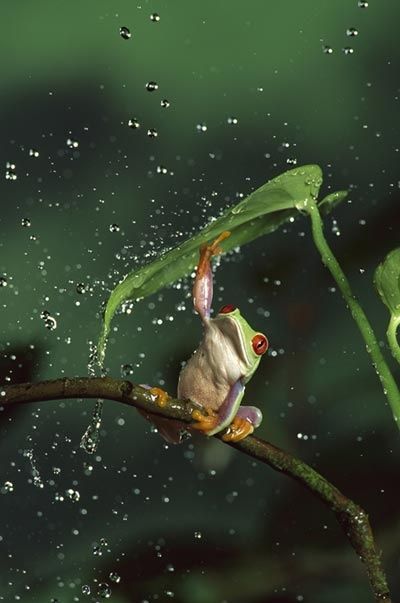 (frog,nature,rain,water,photography)