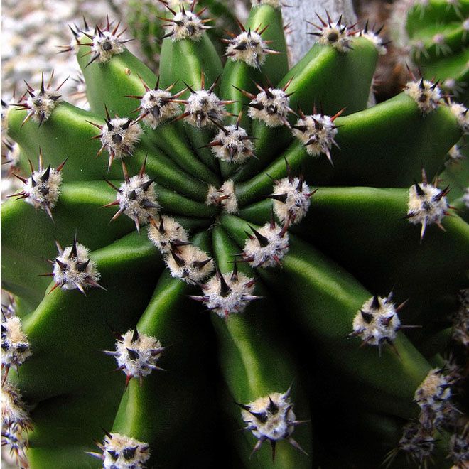 heart cactus blue ridge kitties