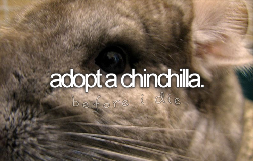 i love chinchillas!