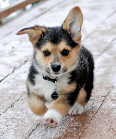 i want a corgi!!!