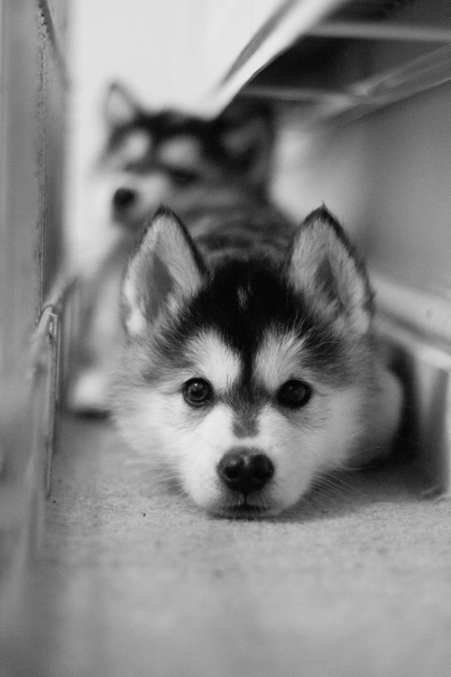 i will own a husky someday