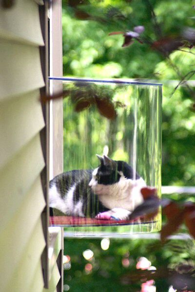 kitty window