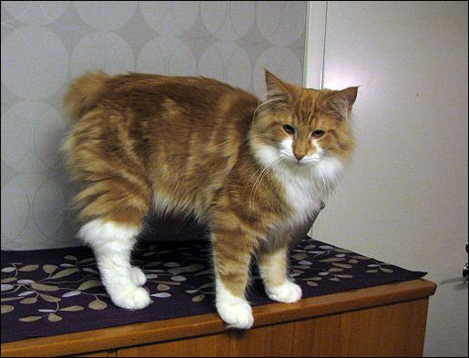 manx cat