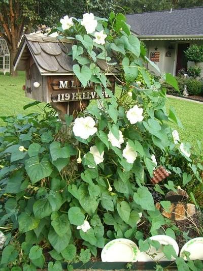 moon flower vines…the most heavenly scented flowers. vines grow about 12 ft wi