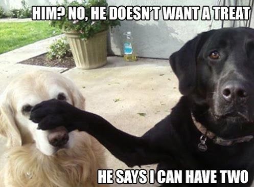 my mom's dogs totally do this