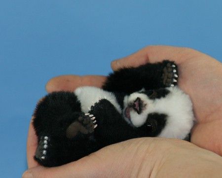 panda baby :]