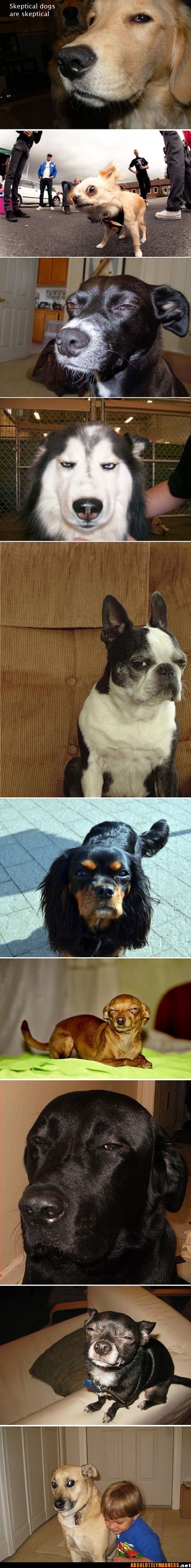 skeptical dogs. Hilarious.