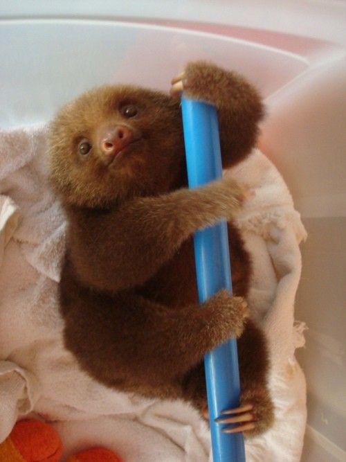 sloths!