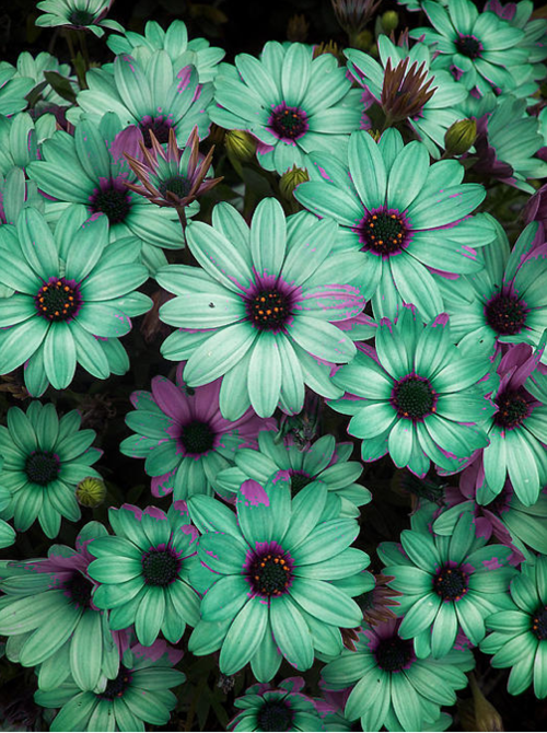 teal and purple flowers