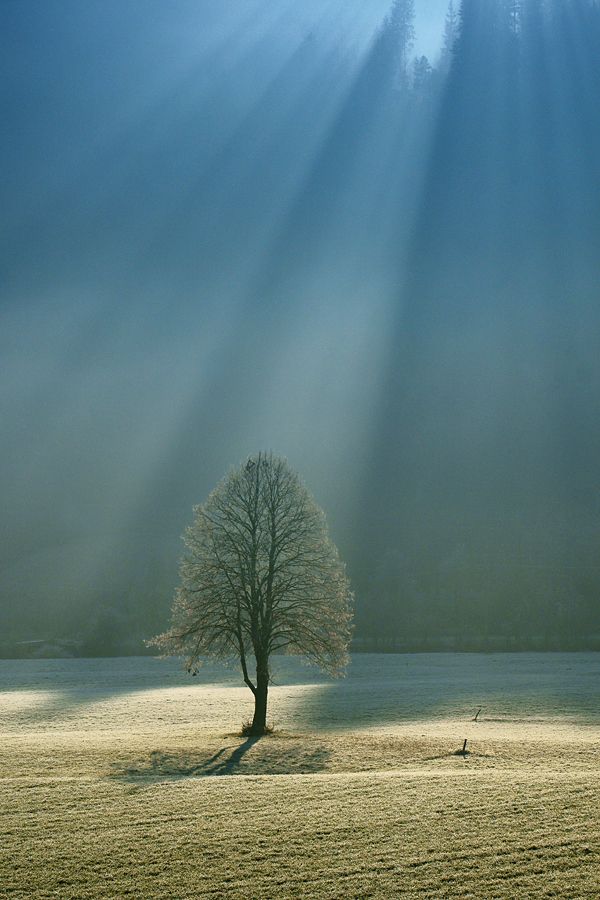 tree in sunlight