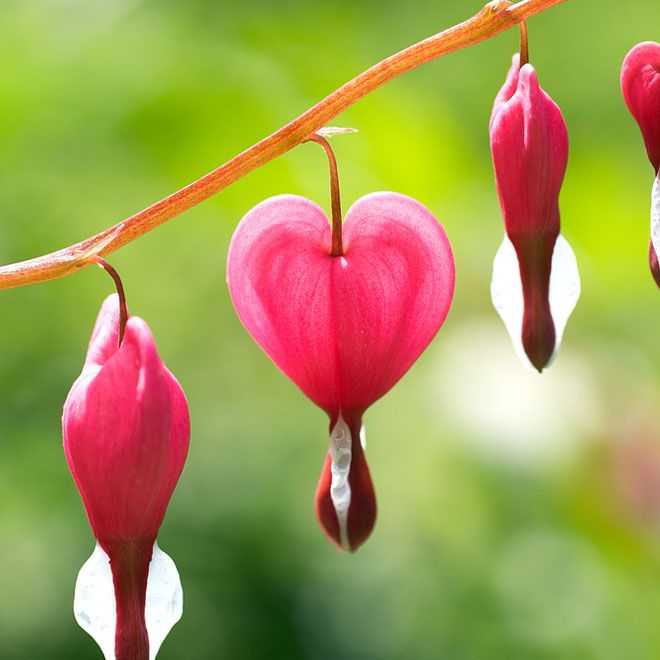 25 More Awesome Hearts Found in Nature