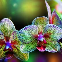 Alien orchids