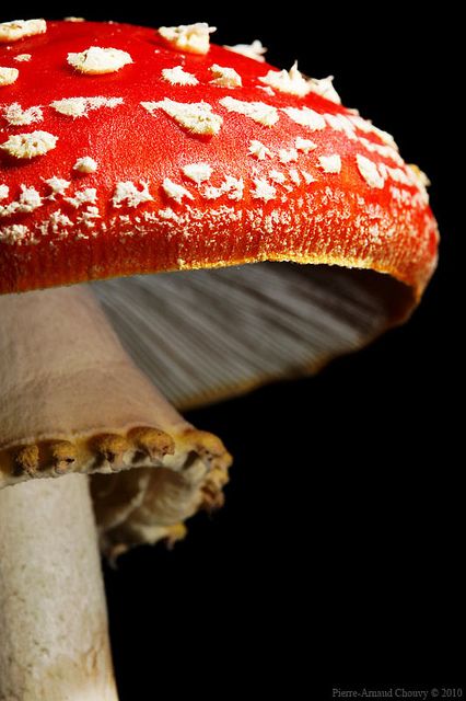 Amanita muscaria