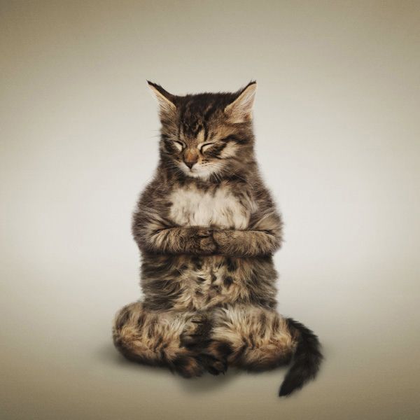 Another kitty doing yoga