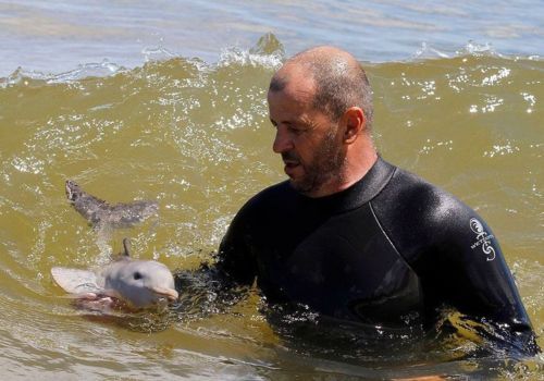 BABY DOLPHIN