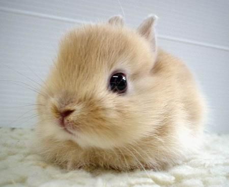 Baby bunny