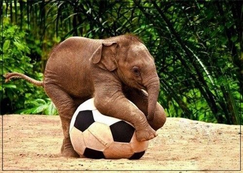 Baby elephant playing with a soccer ball