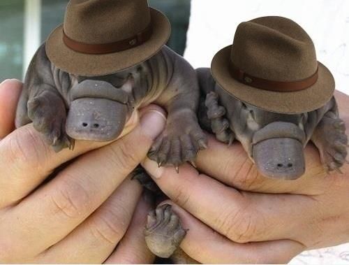 Baby platypuses in fedoras….  Baby Perry!
